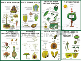 BOTANY-I